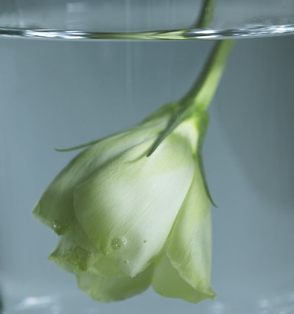 Open Journal Course - Mental Cleanse